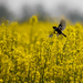 European Stonechat over the Rapeseed Field (Saxicola rubicola) C