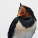 Barn swallow (Hirundo rustica) Füsti fecske