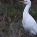 Cattle egret (Bubulcus ibis) Pásztorgém 15668245647[H]