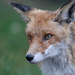 Red Fox (Vulpes vulpes) Vörös róka 15721194877[H]