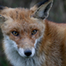 Red Fox (Vulpes vulpes) Vörös róka 15904909051[H]