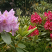 Rododendron virágok