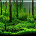 Underwater-forest
