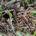 Szongáriai cselőpók (Lycosa singoriensis)