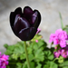 Fekete tulipán - Isztambul