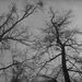 Album - A sóstói erdő télen