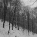 Album - hó, havas táj,erdő