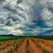 Cukornád ültetvény feletti felhők - HDR panoráma