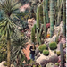 a015314-Monaco kaktusz
