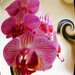 orchidea6