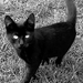 fekete cica