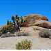 Joshua Tree National Park, CA