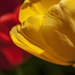 tulipánék