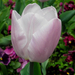 Tulipán a Károly-kertben