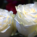 Fehér rózsa