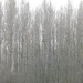 Őszi erdő