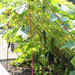 growing-cucumbers-on-trellis-2