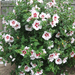 planting-rose-of-sharon mini