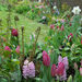 bulbos-flor-primavera-hyacinthus-jacintos-tulipa-allium-2-768x52