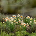 bulbos-flor-primavera-narcissus-spring-garden-mix-colours-768x57