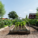cornman-farms-raised-beds-mulch-hoops-edible-garden-michigan-146