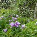 cow-parsley-pink-lavender-perennials-great-dixter-e1529448039693