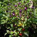 cornmanfarms-michigan-peppers-eggplants-1466x2199