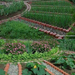Backyard-Organic-Gardening-this-Summer-56