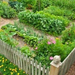 Backyard-Organic-Gardening-this-Summer-23