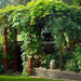 garden-with-pergola-featured-vine-climbing-plants