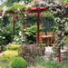 garden-with-pergola-featured-climbing-plants