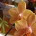 Orchidea-2