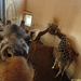 Giraffa camelopardalis rotschildi