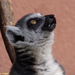 Lemur catta