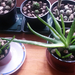 aloe veram,most :)