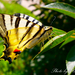 Fecskefarkú lepke - Papilio machaon