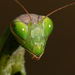 Imádkozó sáska (Mantis religiosa)