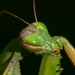 Imádkozó sáska (Mantis religiosa)