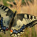 Fecskefarkú lepke (Papilio machaon)