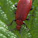 Közép-bíborbogár (Pyrochroa coccinea)