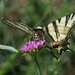 Kardfarkú pillangó(Iphiclides podalirius)