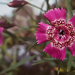 Királykői Szegfű (Dianthus callizonus)