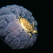Egy teknős meglovagol egy medúzát