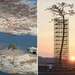 Az egyetlen fa 70 ezer közül, ami túl élte a Japán cunamit.