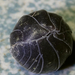 Közönséges gömbászka (Armadillidium vulgare)