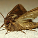 Lepkék (Lepidoptera)