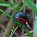 Pirosszegélyű levélbogár (Chrysolina sanguinolenta)