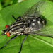 Kétszárnyúak (Diptera)