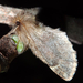 Tollas púposszövő (Ptilophora plumigera)