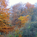 DSCN3518 Szúpataki erdő őszi színekben